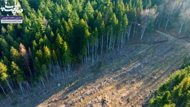 فشارهاي صنعت چاپ بر مقررات منع جنگل‌زدايي اتحاديه اروپا